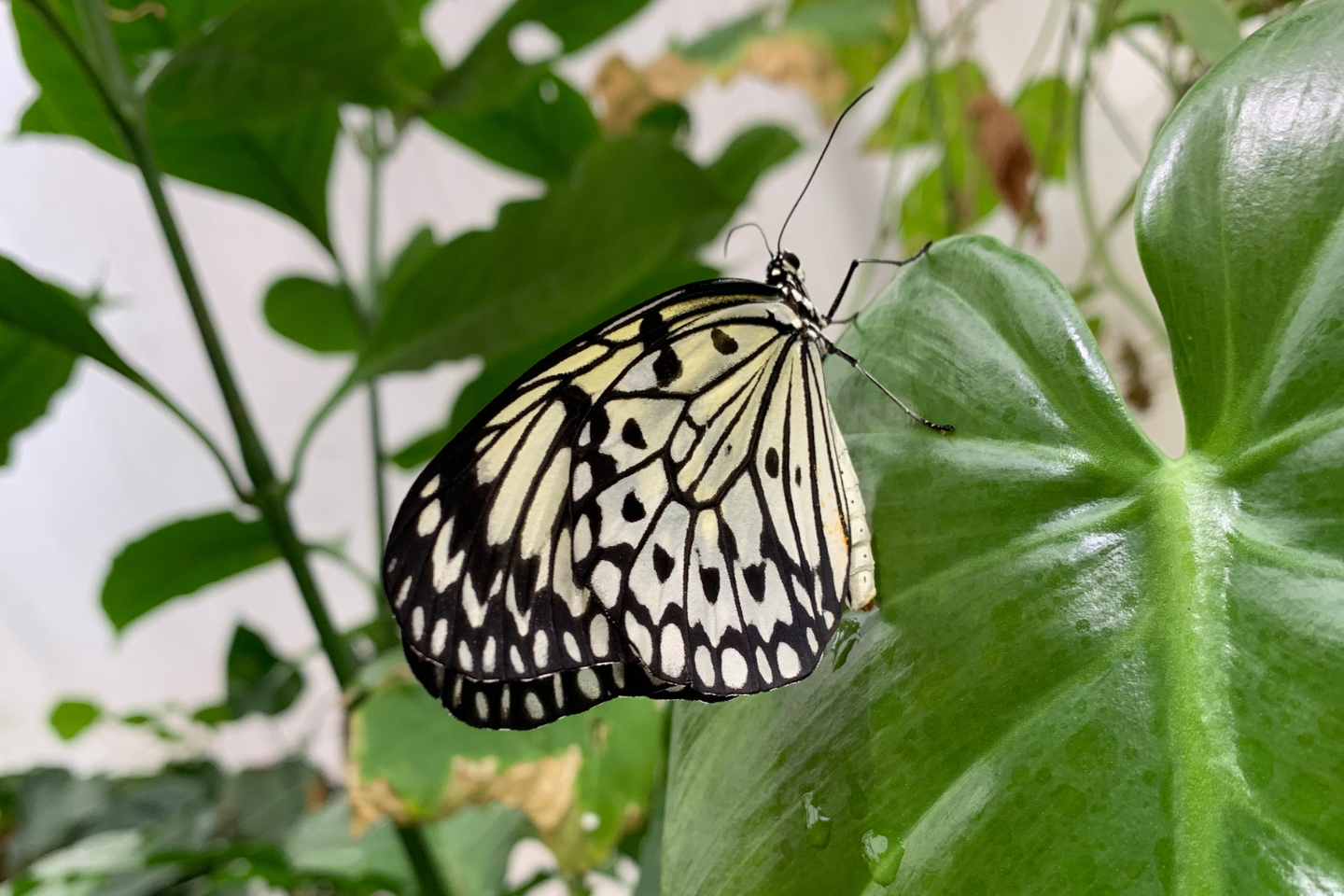 header buttefly header buttefly